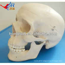ISO Advanced Life-Size Human Skull Model, Anatomical Skull